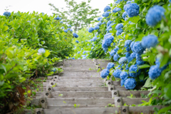 あじさいの径