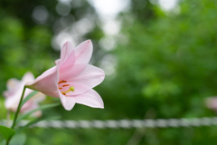 歩く姿は百合の花