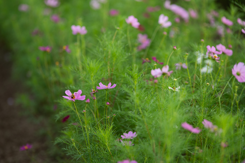 秋の花粉集め