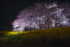 満開に華を添える