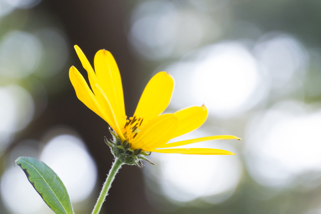 菊芋