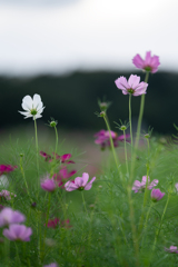 秋桜