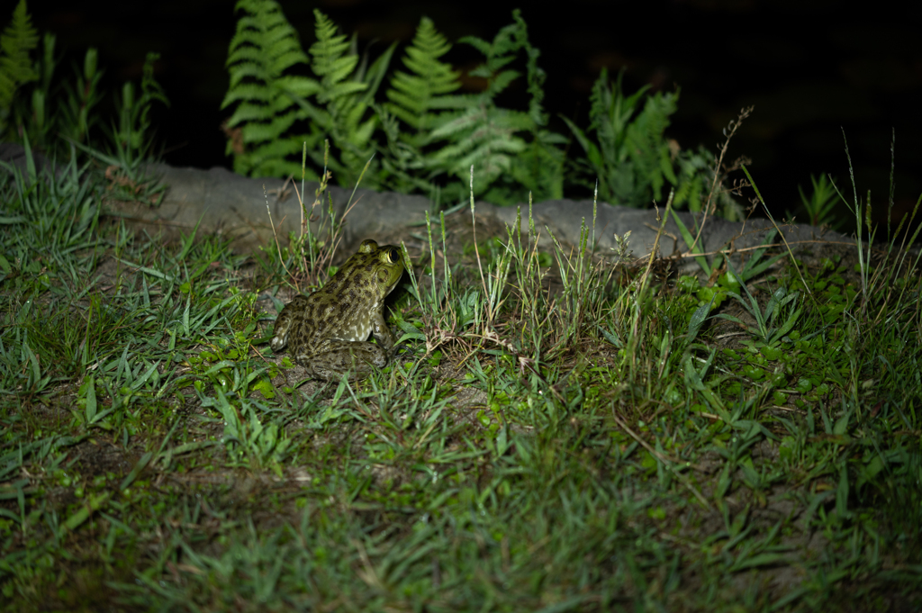 ウシガエル