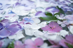 紫陽花手水