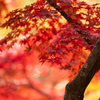 赤く染まる