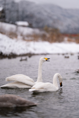 冬の鳴き声