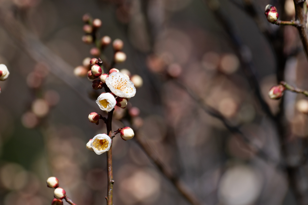 開花へ