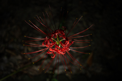万華鏡花火