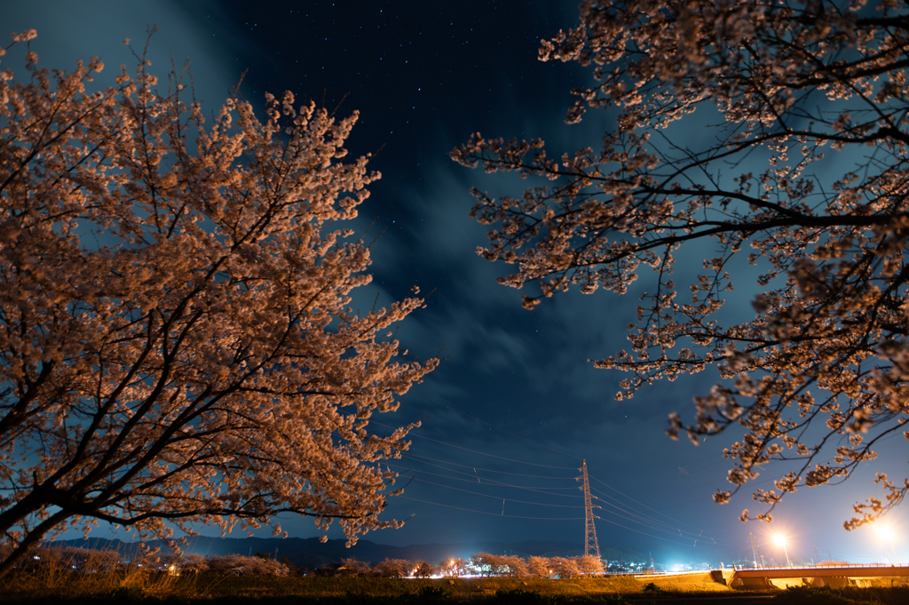 夜桜