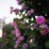 薔薇の夕べ