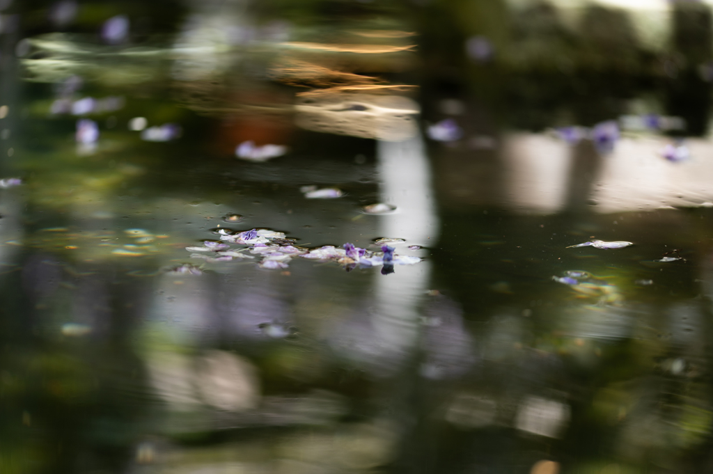藤の花の泳ぐ池