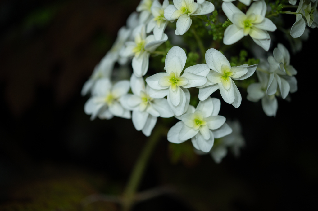 異国の紫陽花