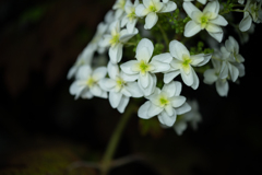 異国の紫陽花