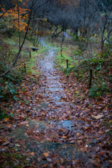 雨の下り道