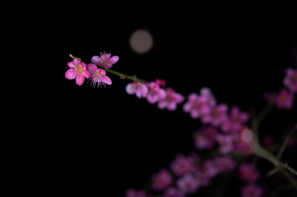 梅と月