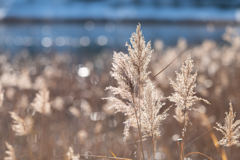 冬晴れに煌めく