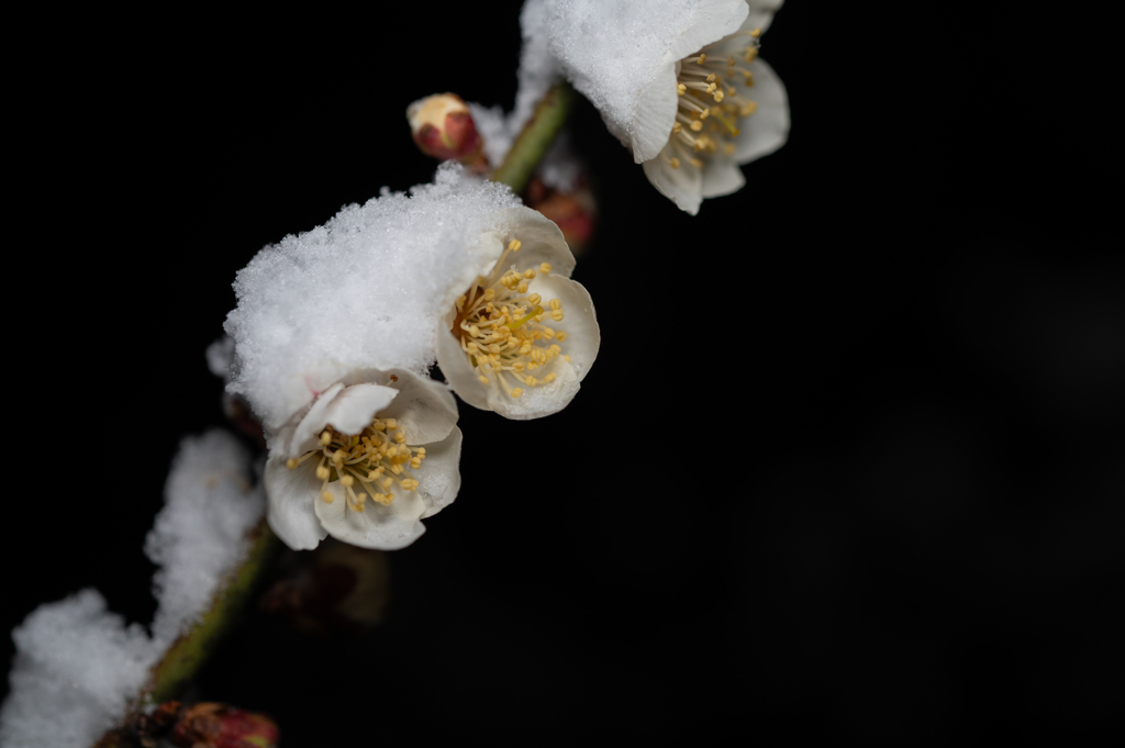 雪中梅