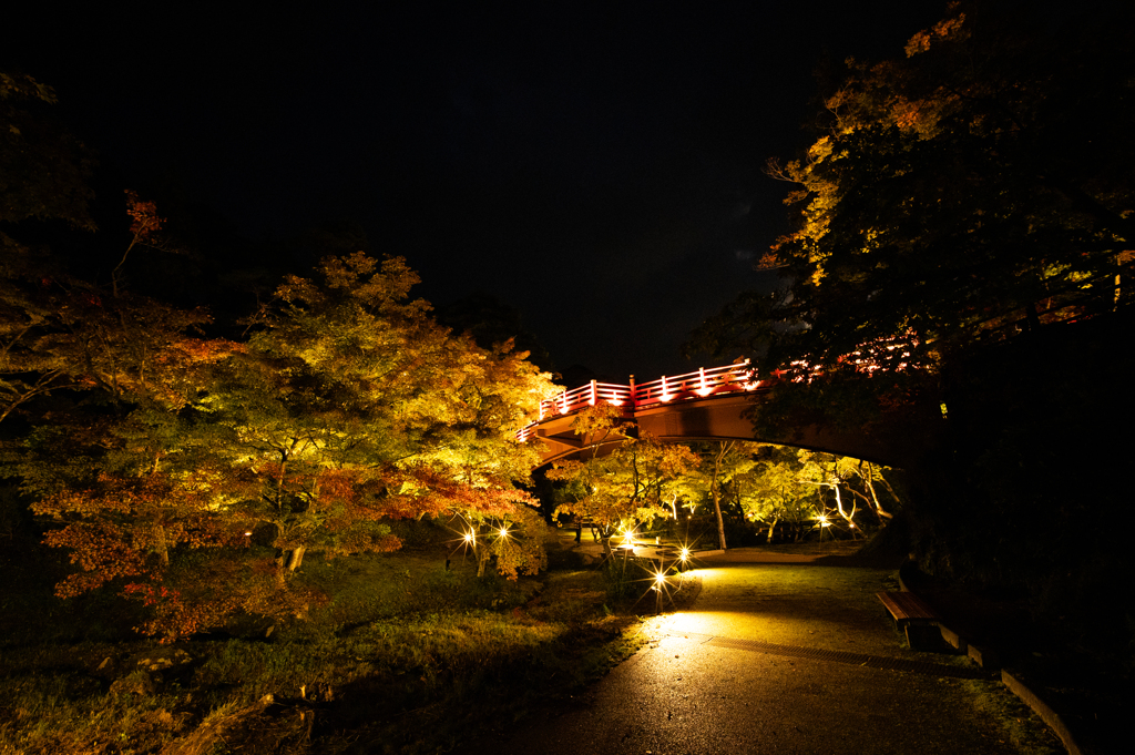 弥彦公園ライトアップ