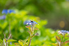 花の舞台