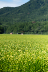 角田山の麓