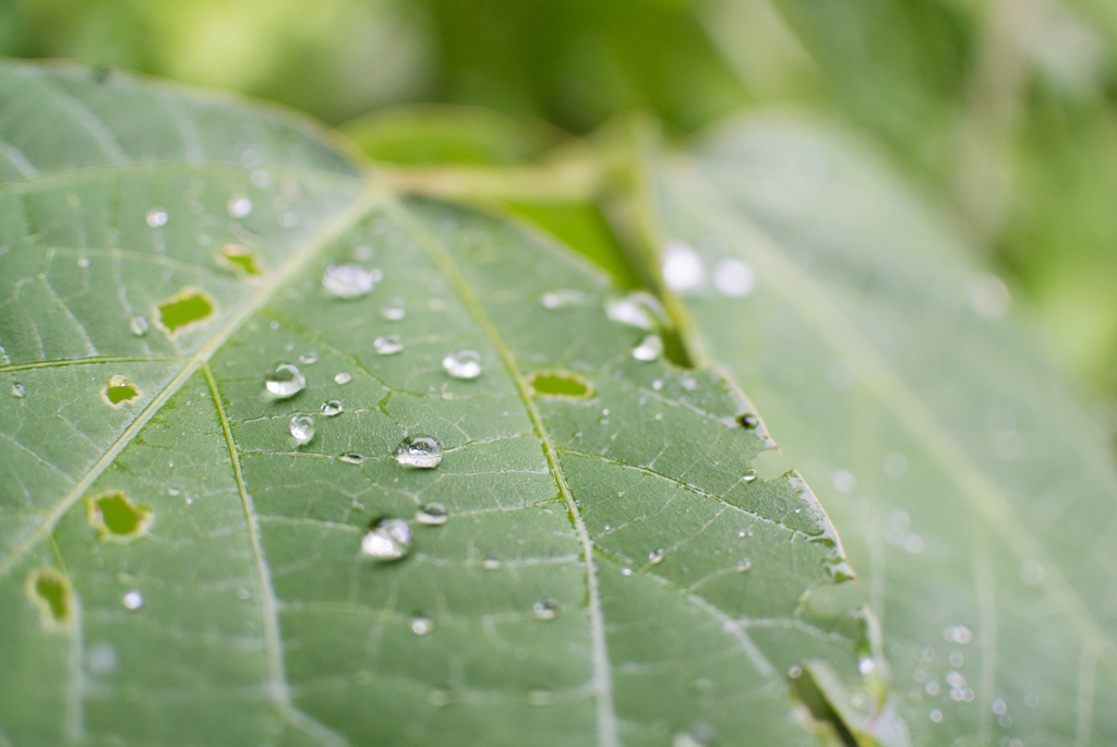 雨露
