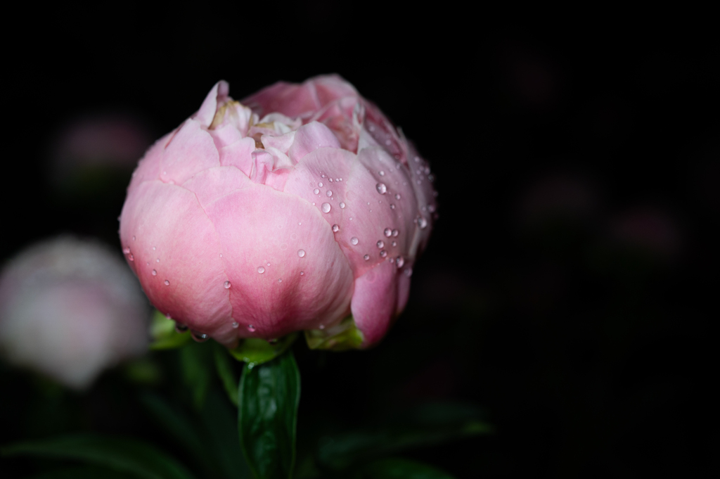 開花のころ