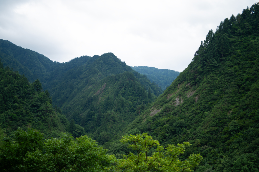 緑の座