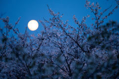 月夜桜