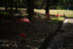 公園の隅で