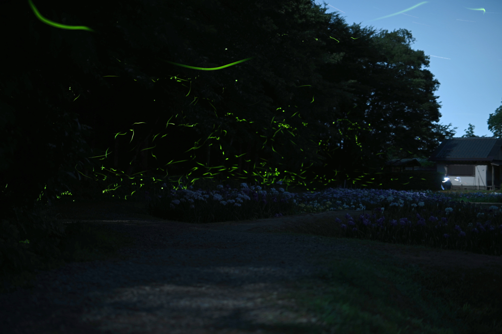 月夜の陰