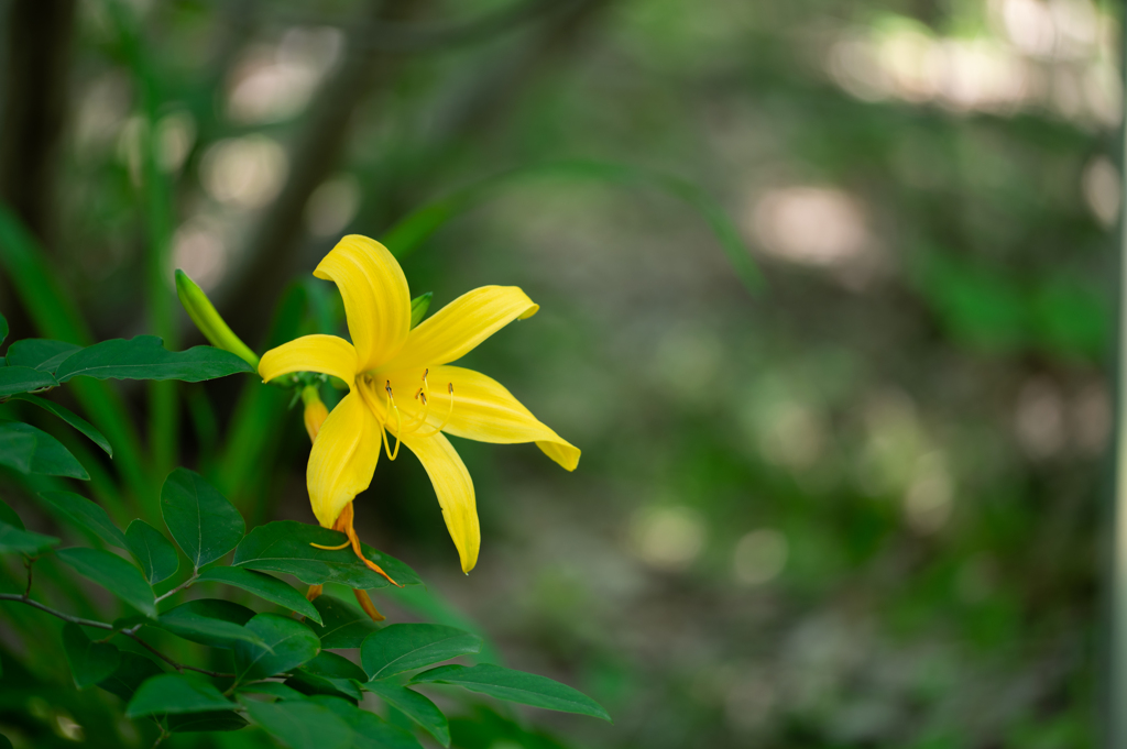 木陰の彩