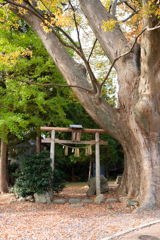 大木の袂
