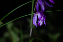 夜の紫蘭