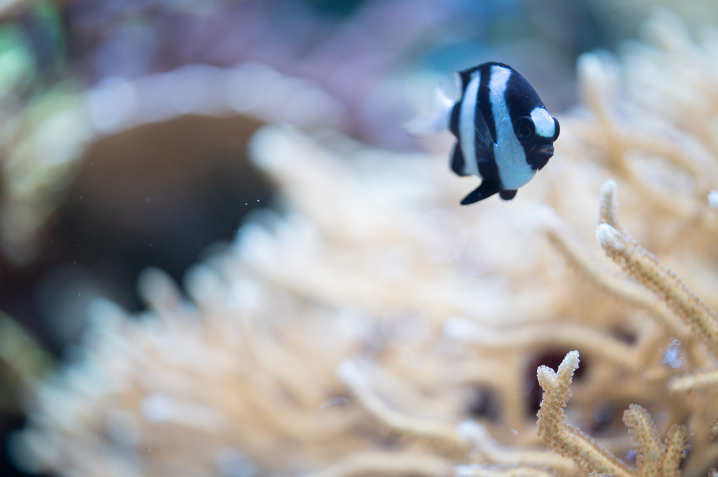 熱帯魚