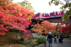 弥彦の紅葉