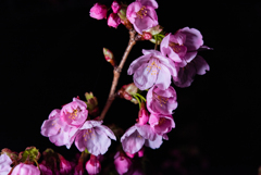 夜桜