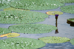 夏の水面に