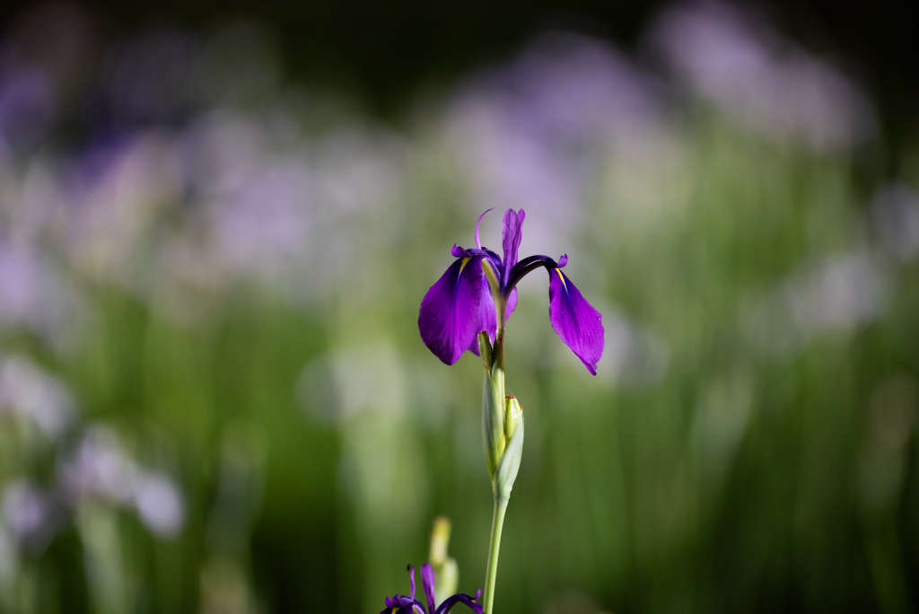 花菖蒲ライトアップ