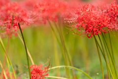 彼岸の森