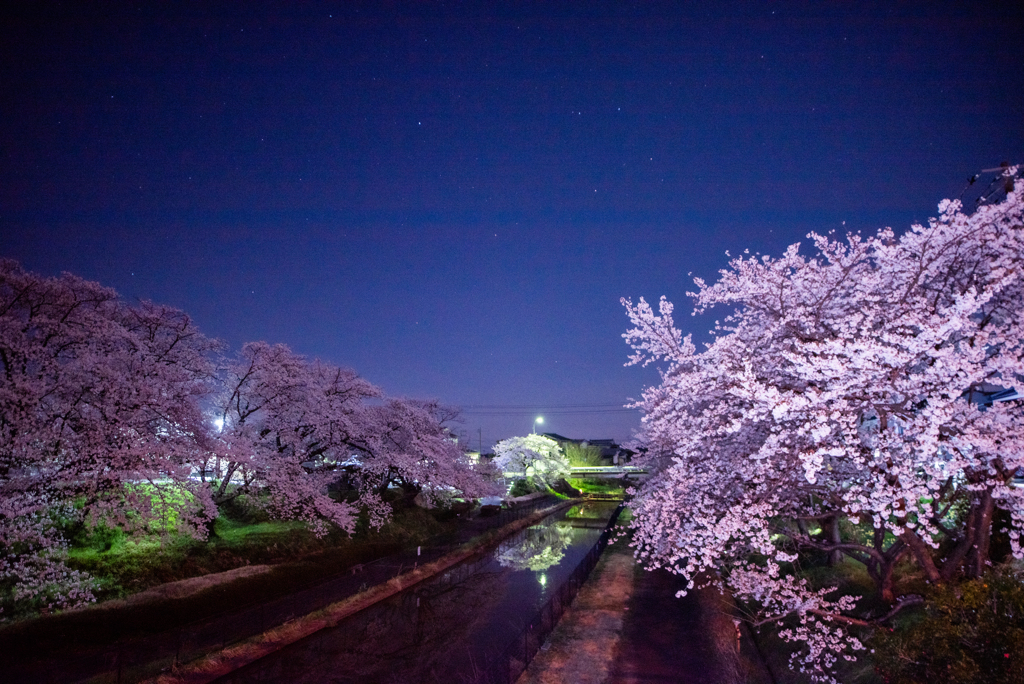 鷲ノ木桜遊歩道公園