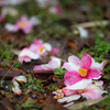 椿の花は首から落ちる