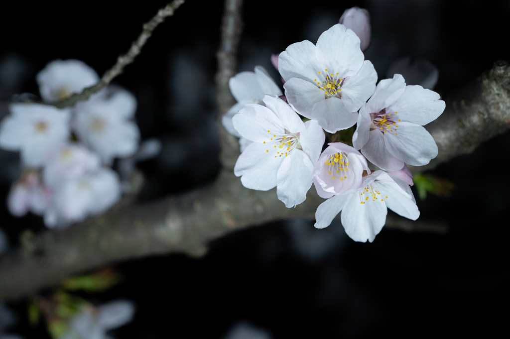 夜桜