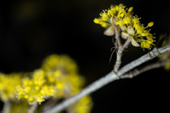 夜のサンシュユとクモ