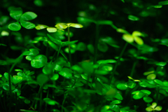 水草