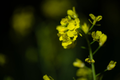 菜の花