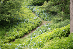 あじさい園の丘
