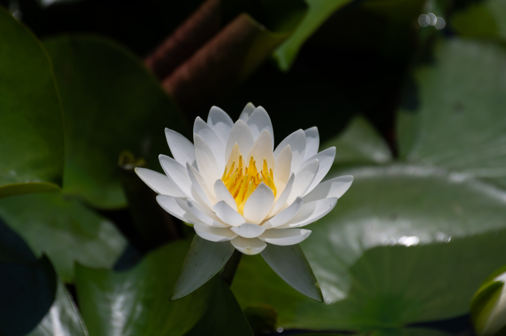 水辺の白