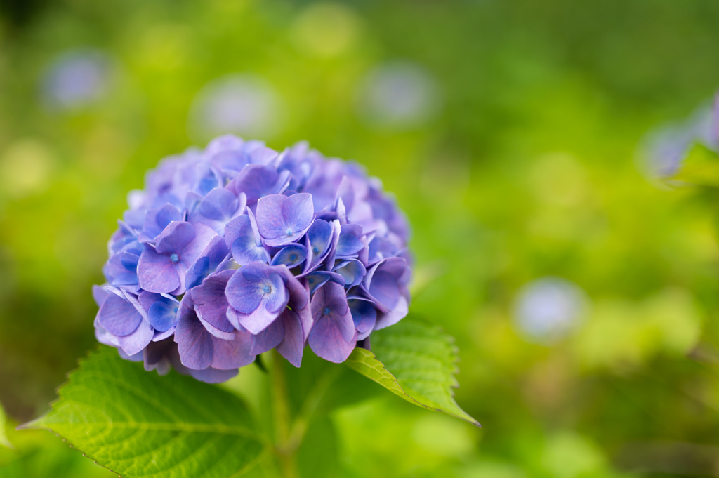 紫陽花