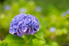 紫陽花