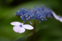 開花